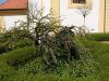 Nejstar strom zahrady-18