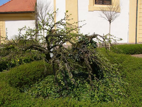 Nejstar strom zahrady