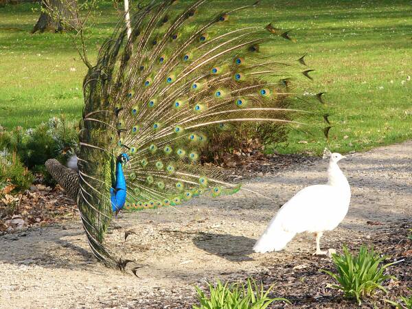 a ivotaschopnj Honza