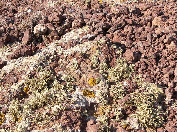 Liejnky v lvovm poli